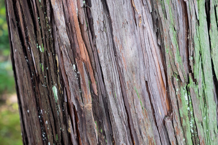 Gingko tree bark textureの写真素材