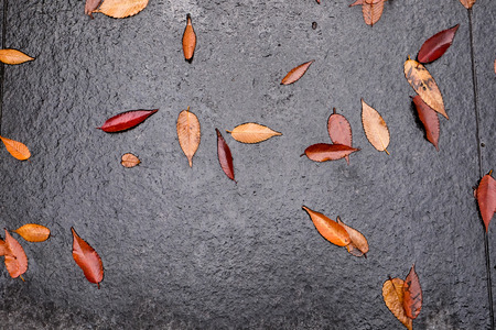 Red leaf fallen on wet floorの写真素材