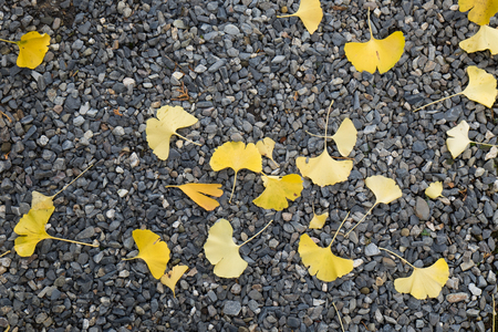 Gingko leaves fall on the floorの写真素材