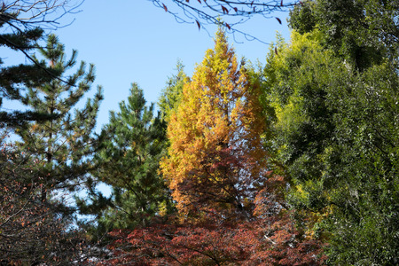 Three colors of tree, green, yellow, and redの写真素材