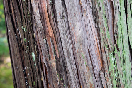 Gingko tree bark textureの写真素材