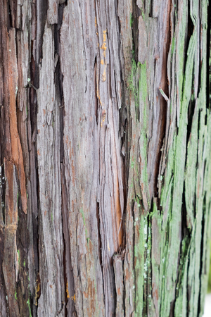 Gingko tree bark textureの写真素材