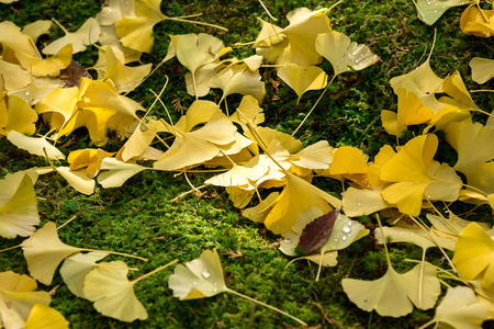 Ginkgo falls on fresh green moss floorの写真素材