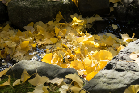 Sunlight shades on ginkgo leaves falls on waterwayの写真素材