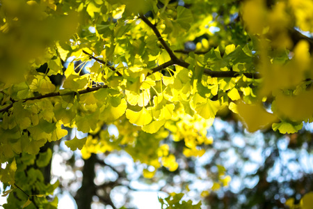 Yellow ginkgo leaf in sunlight in autumnの写真素材