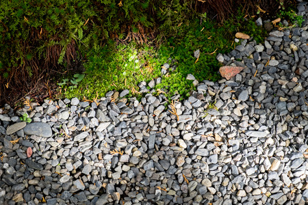 LIght and shadow on pebble floor and green mossの写真素材
