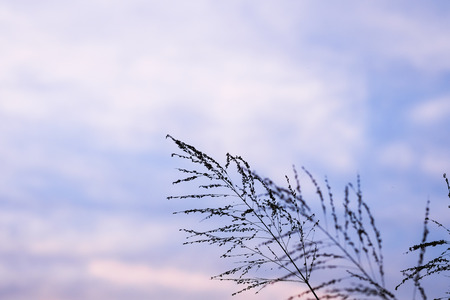 Background  of poaceae grass flower in twilightの写真素材