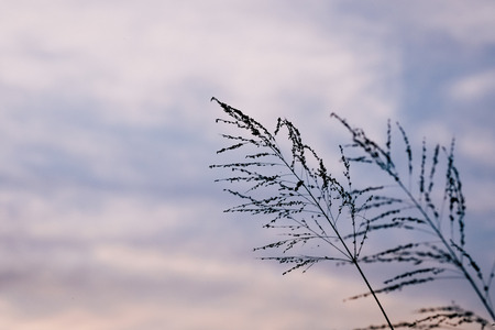 Background  of poaceae grass flower in twilightの写真素材