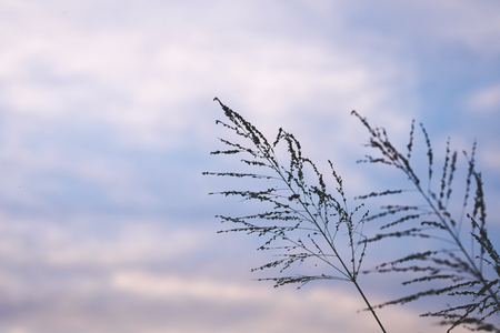 Background  of poaceae grass flower in twilightの写真素材