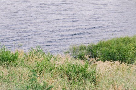 Small grove in lakesideの写真素材