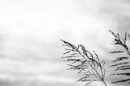 Vintage effect style with grainy of poaceae grass flowerの写真素材