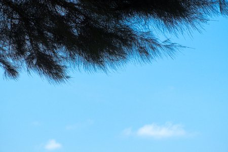 Pine tree silhouette with clear blue skyの写真素材