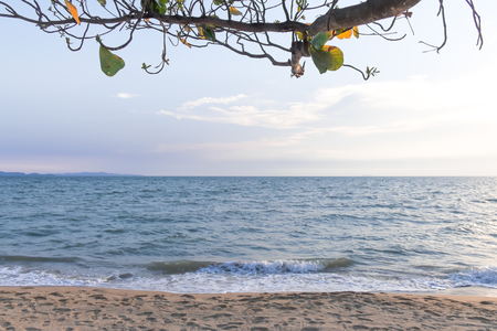 Calm beach and tree in twilightの写真素材