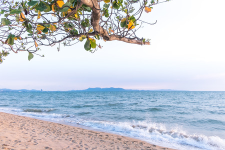 Calm beach and tree in twilightの写真素材