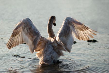 Swan from the back.の写真素材