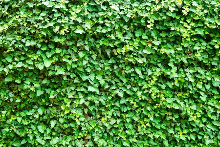 Wall of the leaves. Ivy (Hedera helix)の写真素材