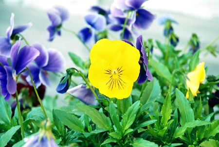 Pansy, Viola tricolor.の写真素材