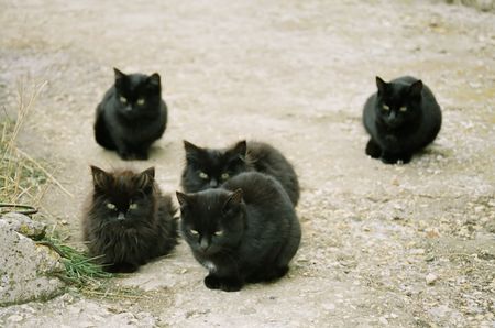 Many black kittens sitting on the ground.の写真素材