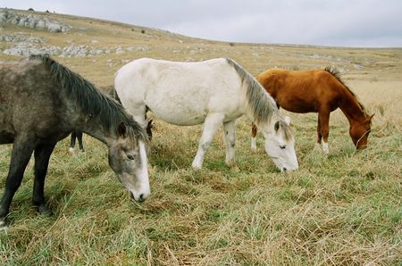 Three grazing horses of different colors.の写真素材