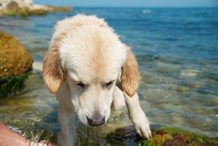 Golden retriever on the coast.