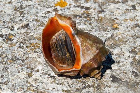 Shell and mollusc of rapana venosa.の写真素材