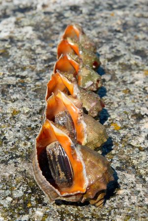 Shells and molluscs of rapana venosa.の写真素材