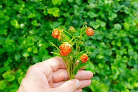 Bright wild strawberries with leaves