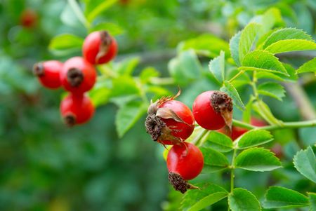 Red hips with leaves.の写真素材