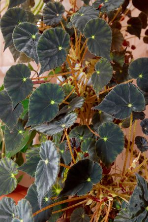 House plant dark begonia.の写真素材