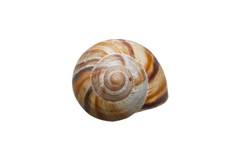 Shell の写真素材