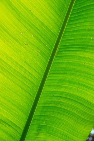 Fresh green banana leaf can be used for backgrounds.の写真素材