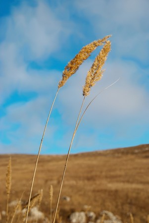 Yellow feather grass with blue sky.の写真素材