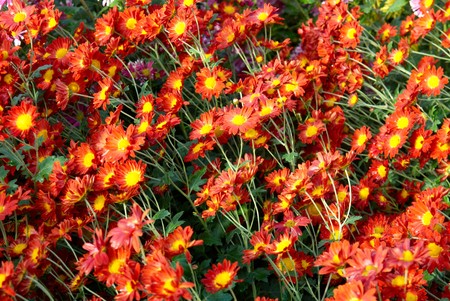 Field of Red-yellow and orange chrysanthemums.の写真素材