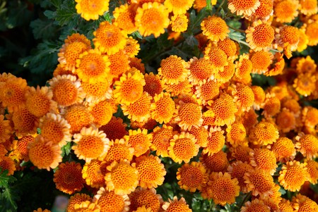 Field of Red-yellow and orange chrysanthemums.