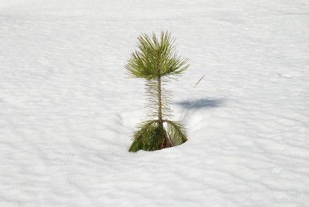 Green young fir tree in the snow.