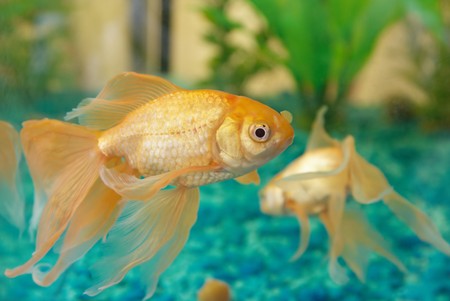 Tropical golden fish in aquarium.の写真素材