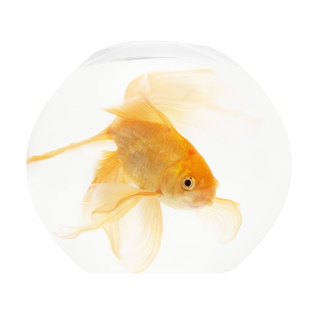 A golden fish in aquarium isolated on white.の写真素材