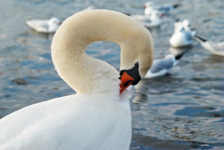 Beautiful white swan on the water.の写真素材