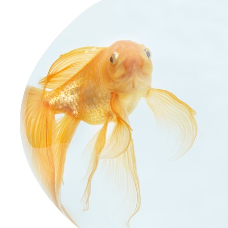 A golden fish in aquarium isolated on white.の写真素材