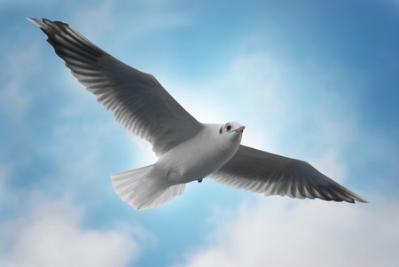 Seagull on the blue background.の写真素材