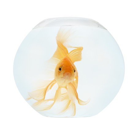 A golden fish in aquarium isolated on white.の写真素材