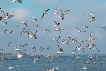 Flock of seagulls flying above the sea.