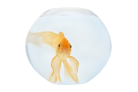 A golden fish in aquarium isolated on white.の写真素材