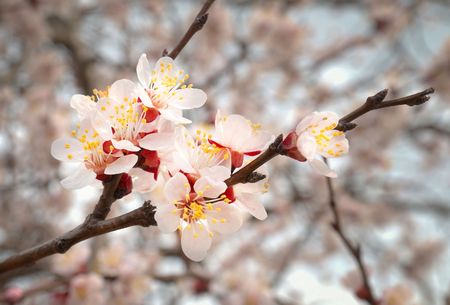 The almond tree pink flowers with branchesの写真素材
