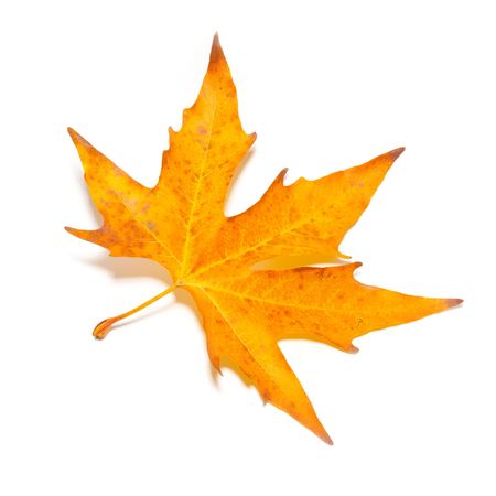 Orange fall maple leaf isolated on white.の写真素材