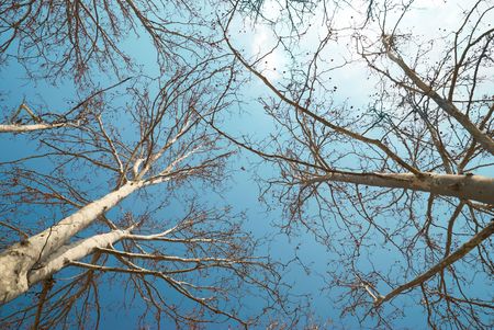 Spring treetops with blue sky and cloudsの写真素材