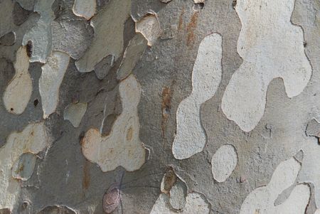 Tree's bark can be used for backgroundの写真素材