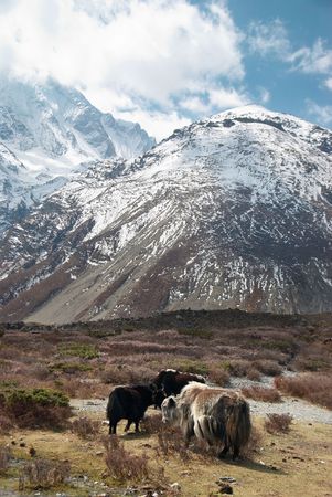 Tibetan landscape with yaks and snow-covered mountains.の写真素材