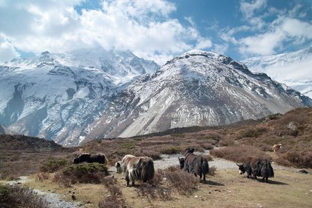Tibetan landscape with yaks and snow-covered mountains.の写真素材