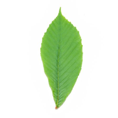 Green chestnut leaf isolated on white background.の写真素材